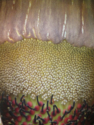 The Titan Arum flower, second biggest flower in the world. You see the inside of the flower with all of its seeds