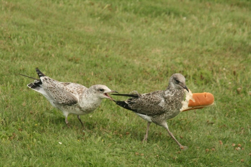 Two gulls fighting