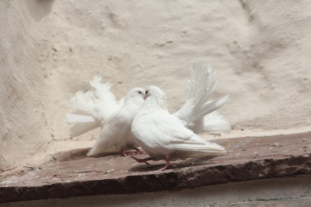 Two white doves